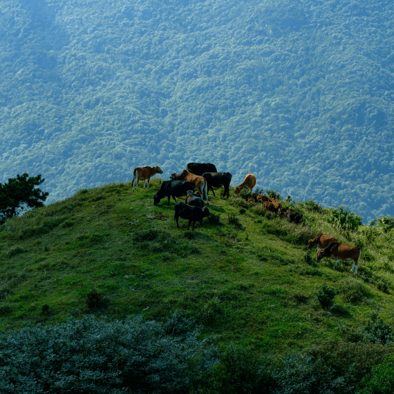 cattle