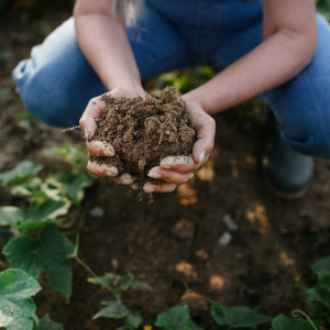Hands harvesting produce, a picture of faithful stewardship and generosity